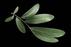 Olive branch, isolated on black background