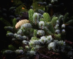 A branch of a Hoopsie spruce with a cone. 