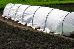 the sprouted onions in the garden bed and the greenhouse covered with a span bond are pressed with bricks.