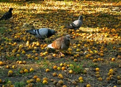 A dove walks on the ground among fallen and rotten yellow apples and green grass and other pigeons