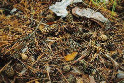 Pine cones lie on the soil of rotting needles next to a piece of tree bark and green grass