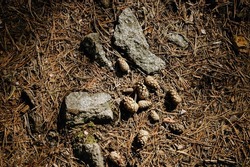 Pine cones lie on the soil of rotting needles next to stones and illuminated by sunlight