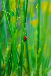 Red little bug on grass