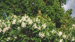 Beautiful white lilac inflorescences with green foliage. Spring flowering of trees. Green big oak branches in background