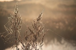 dew and spider web threads on the grass in misty autumn morning sunrise. Golden light. Blurred river and brown grass in background. small amount of soft bokeh rings. Moody light.