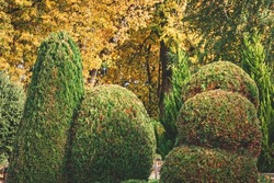 nice shapes of cropped or sculpted thuja trees in cemetery. Autumn foliage in background