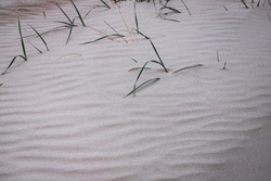 beach grass in the sand on a sunny beach, wavy white Baltic sea sand