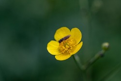Ideal Caltha palustris in the middle of meadow. Hoverfly sits on yellow bloom and earn some nectar. Flower flies or syrphid flies pollinate kingcup. Wild yellow flower near forest