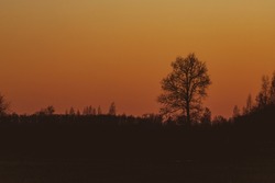 Silhouette of a tree in orange peaceful sunset. Backlit tree at sunset	