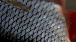 close up of common roach skin with scales
