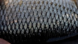close up of common roach skin with scales