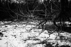 under the tree, bare branch, tree branch, leafless, snow covered field, wintertime in Latvia