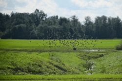 green field, meadow, ditch with water, flock of birds in distance