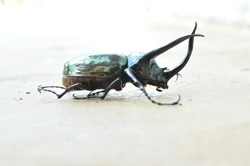 The horn beetle or bangbung is a type of rhinoceros beetle.