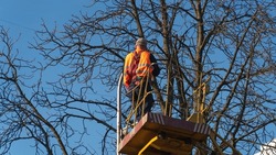 An electrician repairs an outdoor light bulb on a hydraulic platform of a truck crane in front of a dense canopy of a tree without leaves and a blue sky
