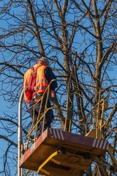 An electrician repairs an outdoor light bulb on a hydraulic platform of a truck crane in front of a dense canopy of a tree without leaves and a blue sky
