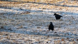 Black crows in the morning sunlight search for food on the frozen ground