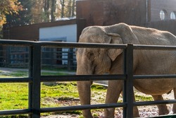 A large African elephant with a wrinkled pelt walks along the metal fence of a zoo enclosure on a sunny day, depiction of captive animals