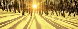 a panorama winter forest withs snow and sun