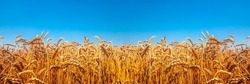 Nature Ukraina flag meadow wheat under sky 
