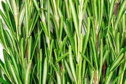 Fresh green sprig of rosemary. Rosemary texture. Rosemary macro. Rosemary branch