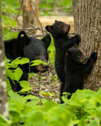 Black bear cubs playing in Great Smoky Mountains National Park