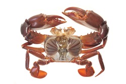 Closeup View Of A Crab With Shell Removed