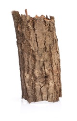 piece of tree bark