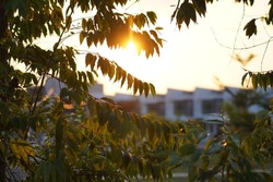 Sunray nature in the crevices of the leaves during sunset at terrace housing resident  