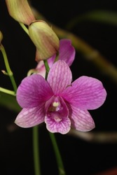 Purple color orchid flower, Orchids, also known as Orchidaceae, are one of the most beautiful flowers around due to their large, long-lasting blooms and crisp colors. 