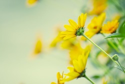 Thymophyllia,yellow flowers, natural summer background, blurred image, selective focus