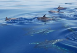 Spotted dolphins, Madeira island, Portugal.