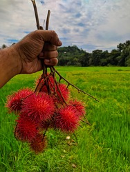 Rambutan fruit in Sri Lanka and beautiful paddy field 
