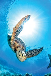 background of a beautiful turtle photographed in a dive.