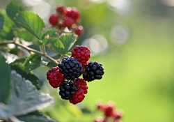 A soft focus of fresh blackberries on a bush at a garden