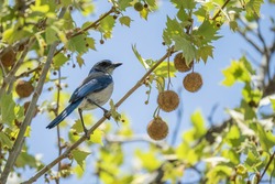 A closeup shot of a bird sitting on a tree branch