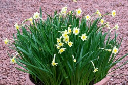 Yellow daffodil Narcissus tazetta 'Minnow'