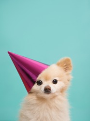 small cute puppy with pink hat at bright background