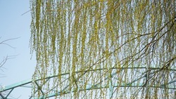                 The relaxed atmosphere, light green, seeds, and softness of the willows, the messenger of spring.               