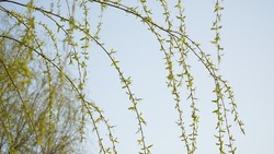 The relaxed atmosphere, light green, seeds, and softness of the willows, the messenger of spring.               