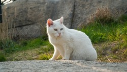 Odd-eyed white cat that expresses favor with humans, is giving birth to a baby and raising it.