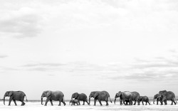 Elephant herd crossing dry land