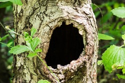 Large hollow tree on a background of green foliage. Serves nest for birds and shelter for animals. Selective focus, shallow depth of field