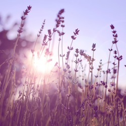  Lavender on sunset. field. Nature vackground