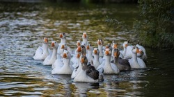 Domestic geese swim in the water. A flock of white beautiful geese in the river.