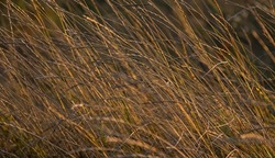 Brown grass flowers and Sun, brown grass flower field with nature brown background.