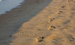 Footprints of a man on the yellow beach sand from walking barefoot by the sea with water that washes away the footprints. Contemplation of life