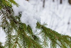 Spruce branch with small green needles under fluffy fresh white snow close-up. blurry winter forest in the background.
