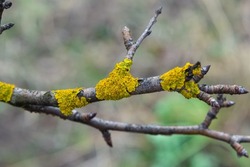 Orange lichen, yellow scale, maritime sunburst lichen or shore lichen, Xanthoria parietina, is a foliose or leafy lichen. Intensive color of structures on twigs of a tree, details in macro close up.