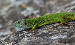Lacerta viridis, Green and blue lizard with ticks, macro photo of a lizard, European green lizard.